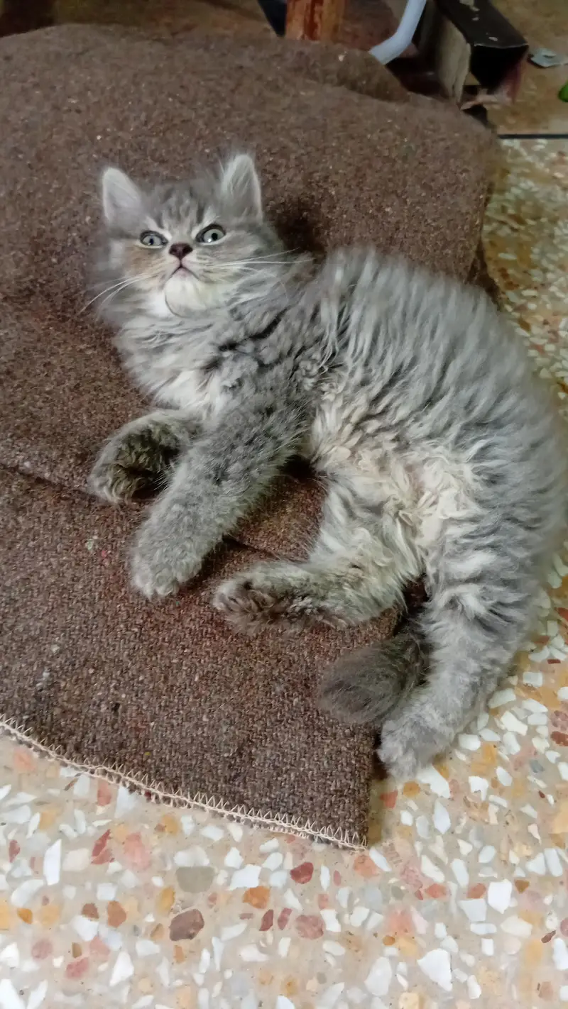 Persian 3 coated cat available for sale — photo 2