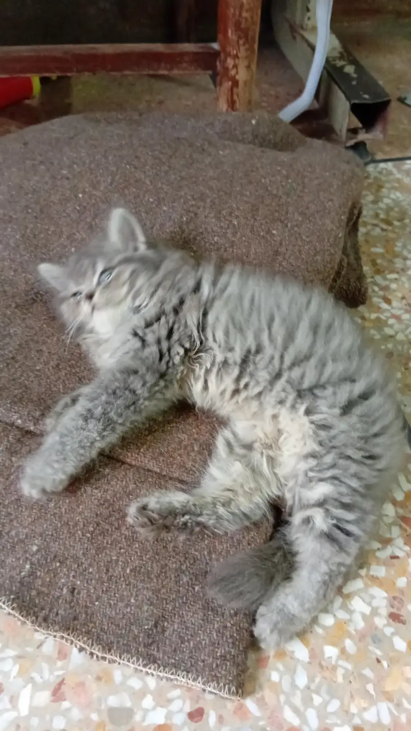 Persian 3 coated cat available for sale — photo 3