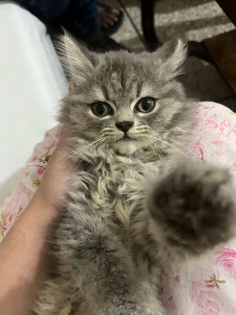 Persian 3 coated cat available for sale — photo 4