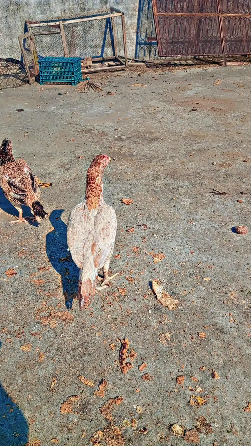 Aseel miawali broody females — photo 2