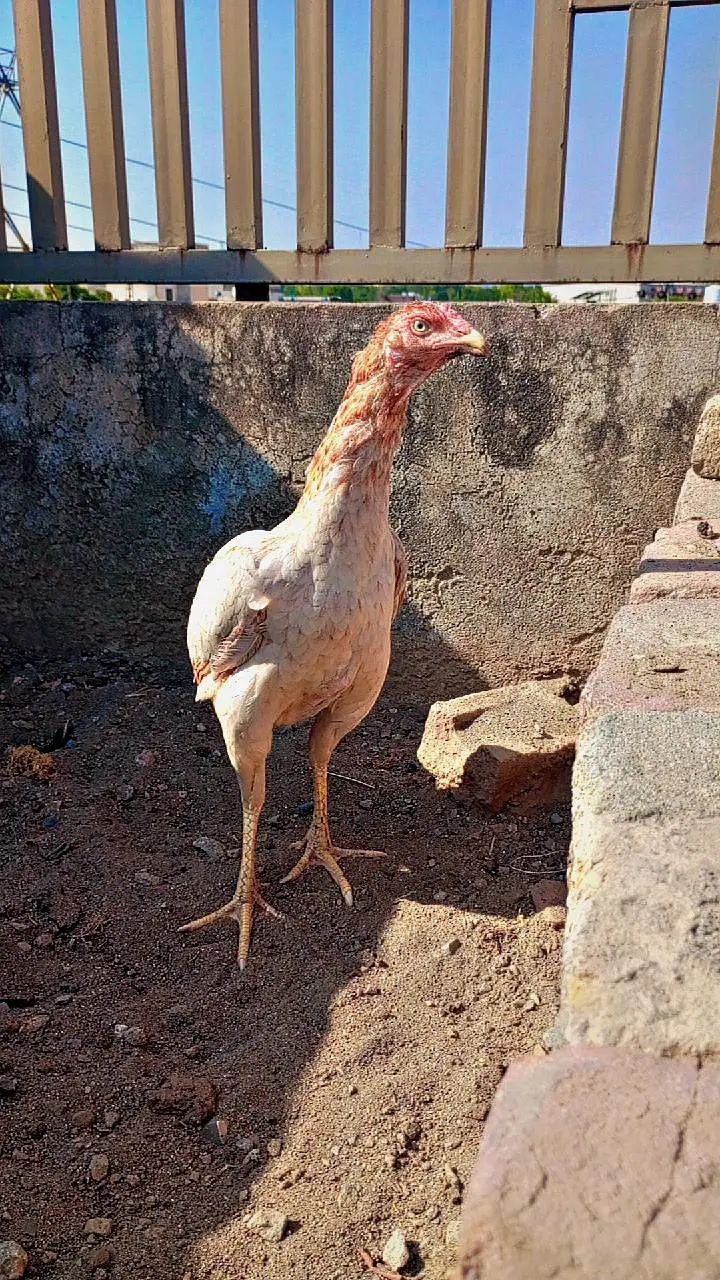 Aseel miawali broody females — photo 3