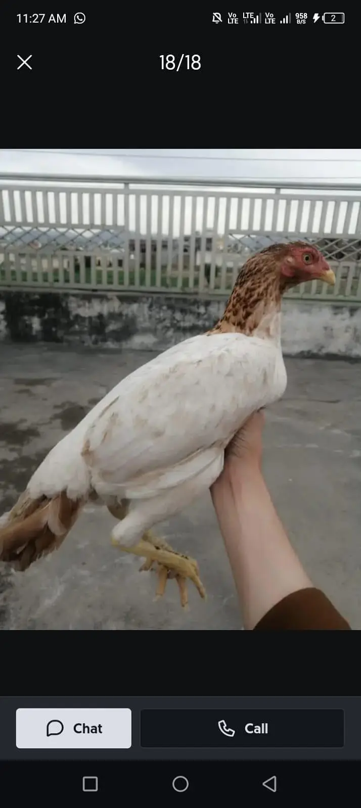 Aseel miawali broody females — photo 4