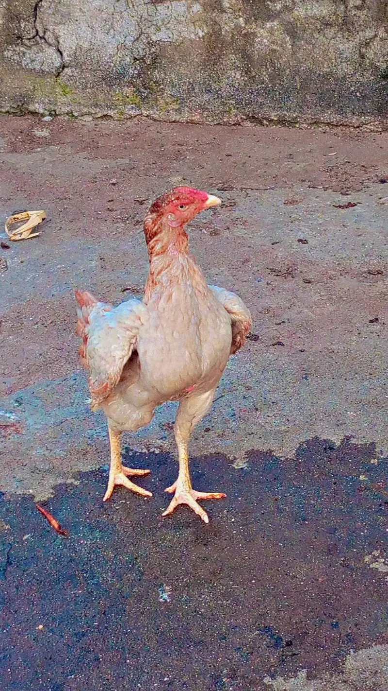 Aseel miawali broody females — photo 5