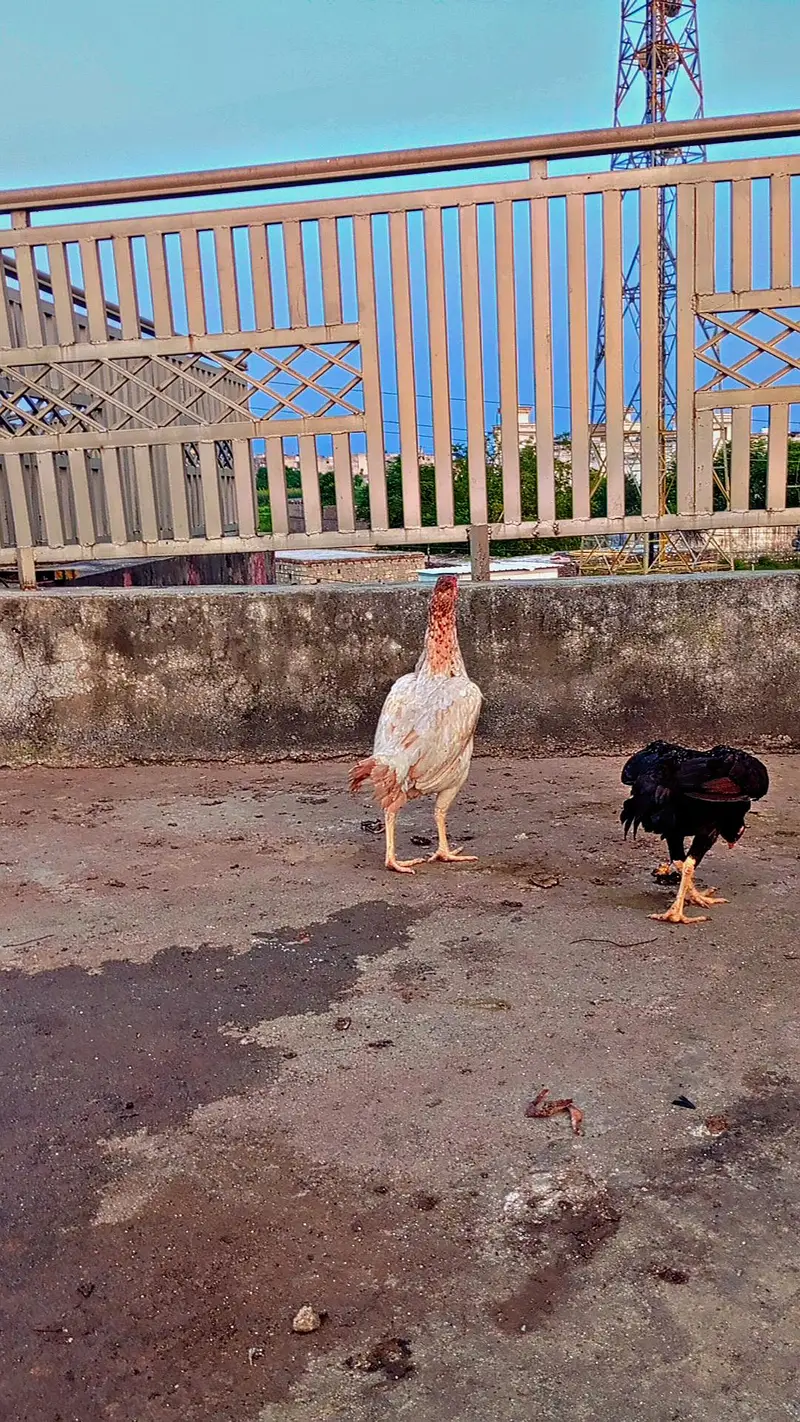 Aseel miawali broody females — photo 6