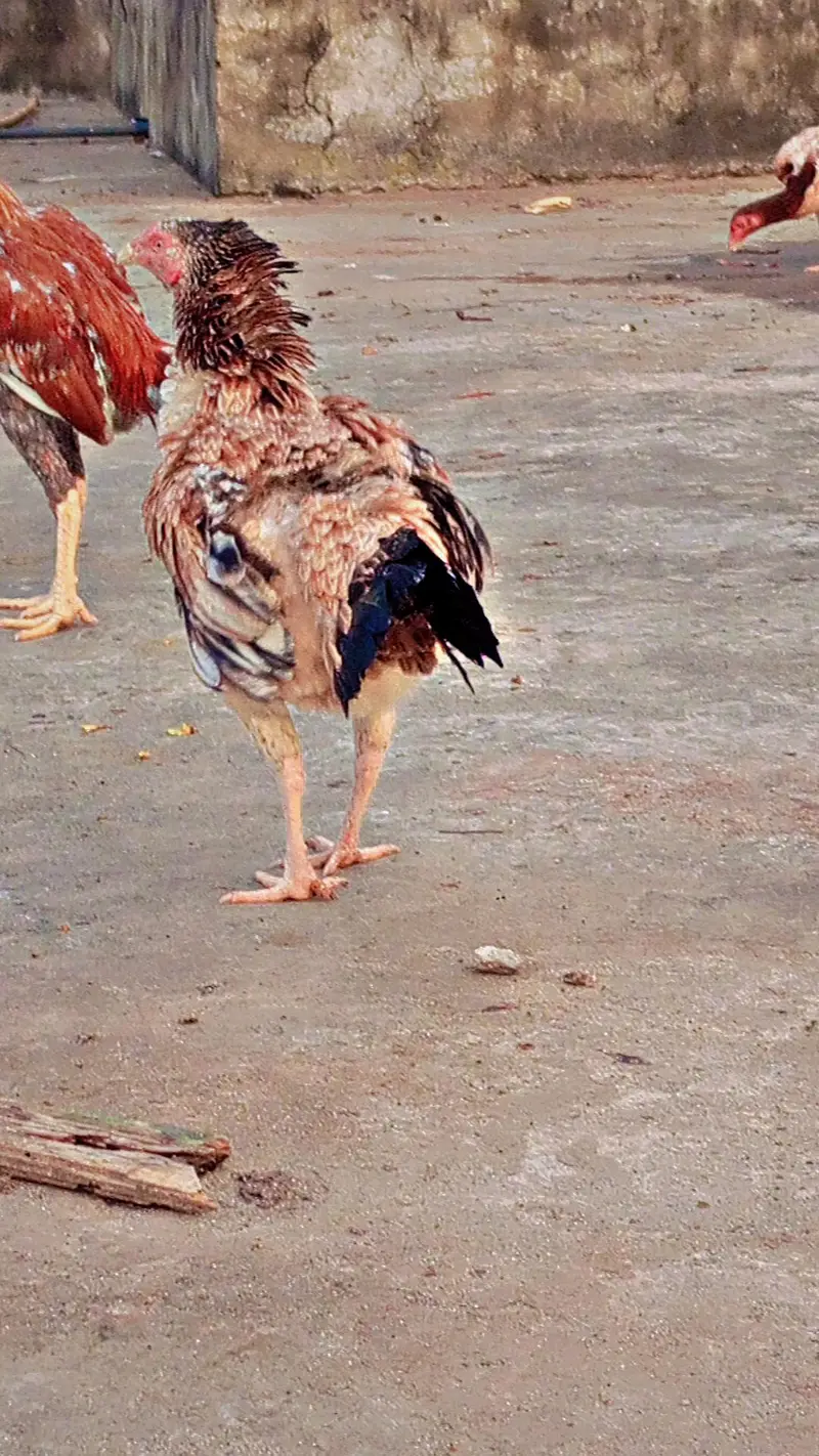 Aseel miawali broody females — photo 7