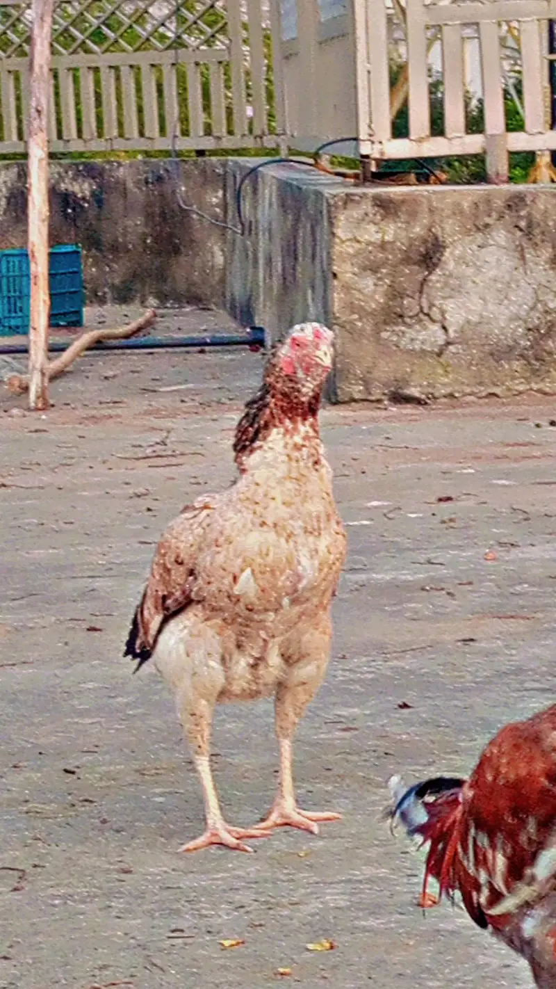 Aseel miawali broody females — photo 8