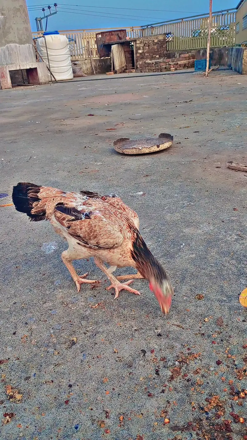 Aseel miawali broody females — photo 9
