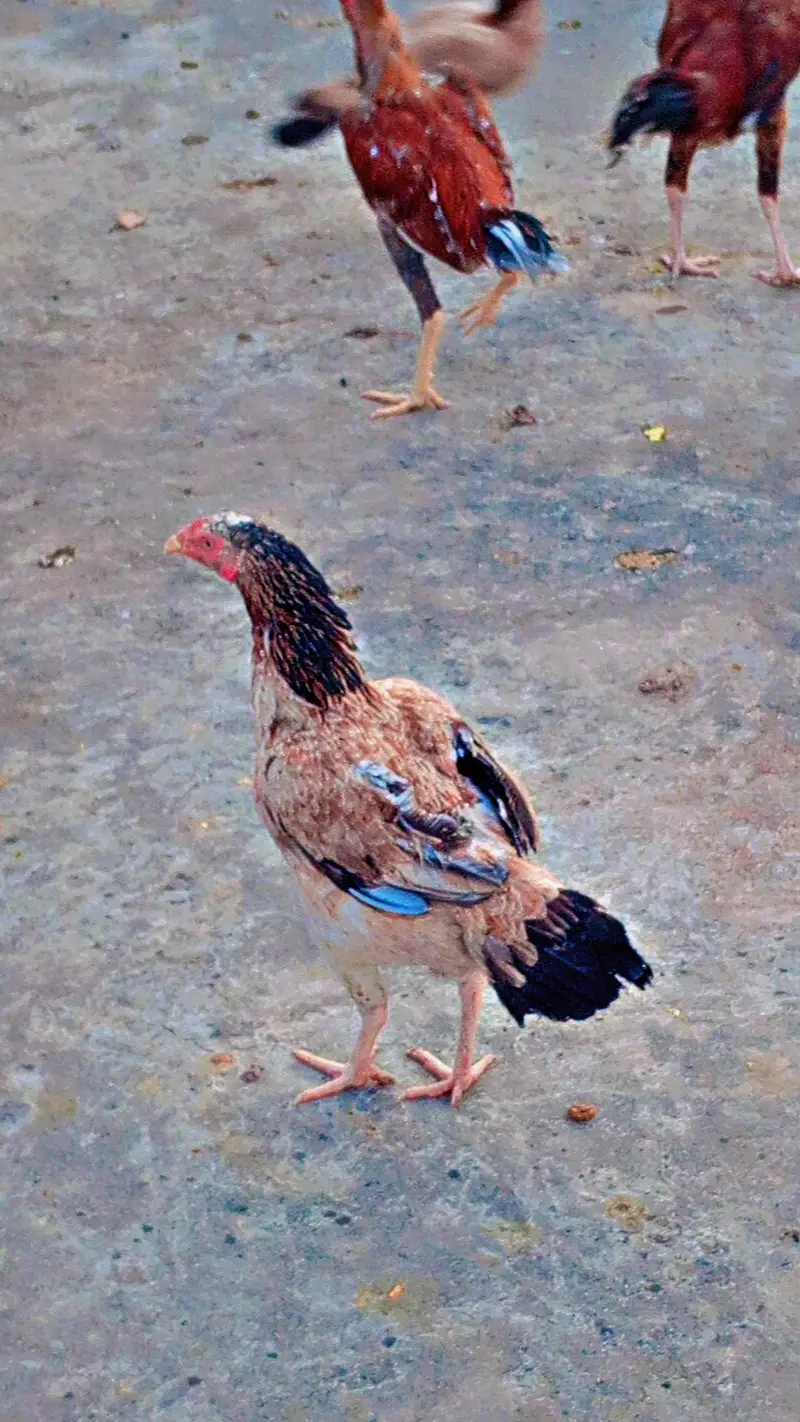 Aseel miawali broody females — photo 10