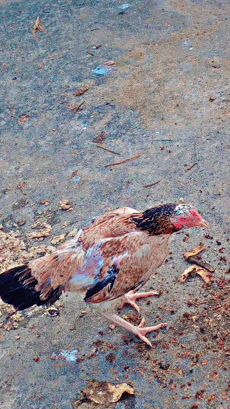 Aseel miawali broody females — photo 11