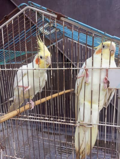 Home parrots 1 Coctail pair and 6 Australian parrots for sale