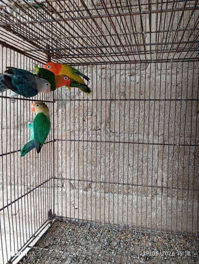 Love Bird Pair with Chicks + 3 Piece
