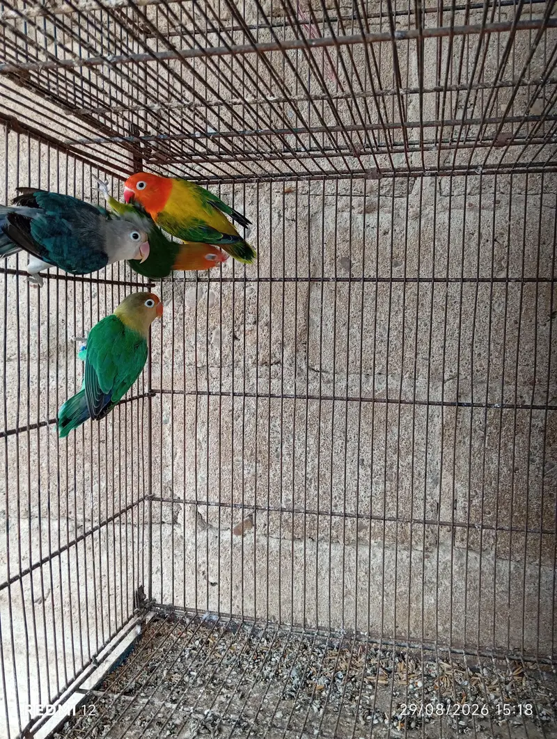 Love Bird Pair with Chicks + 3 Piece — photo 2