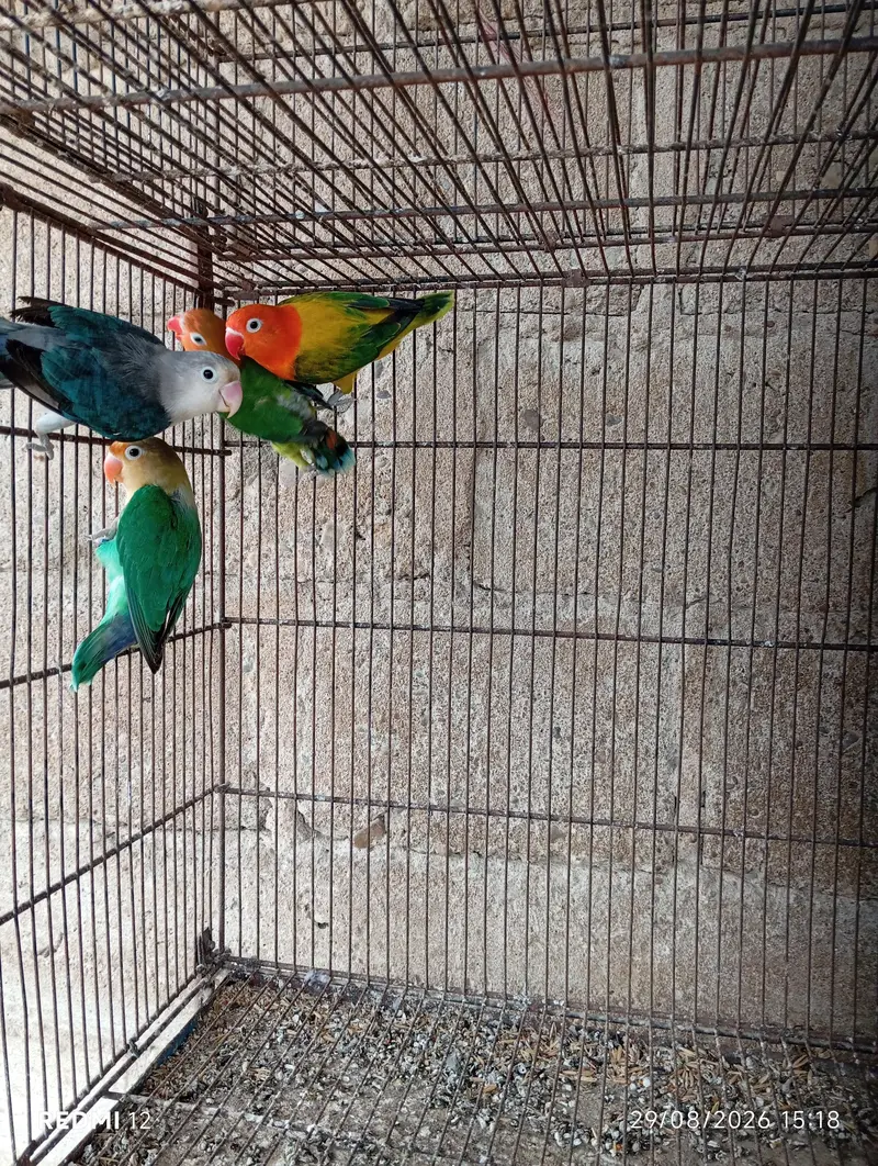 Love Bird Pair with Chicks + 3 Piece — photo 3
