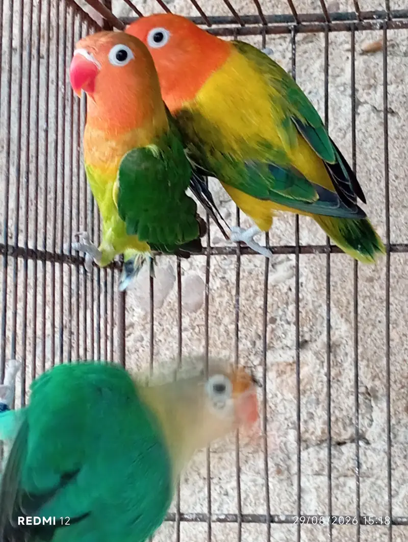 Love Bird Pair with Chicks + 3 Piece — photo 4