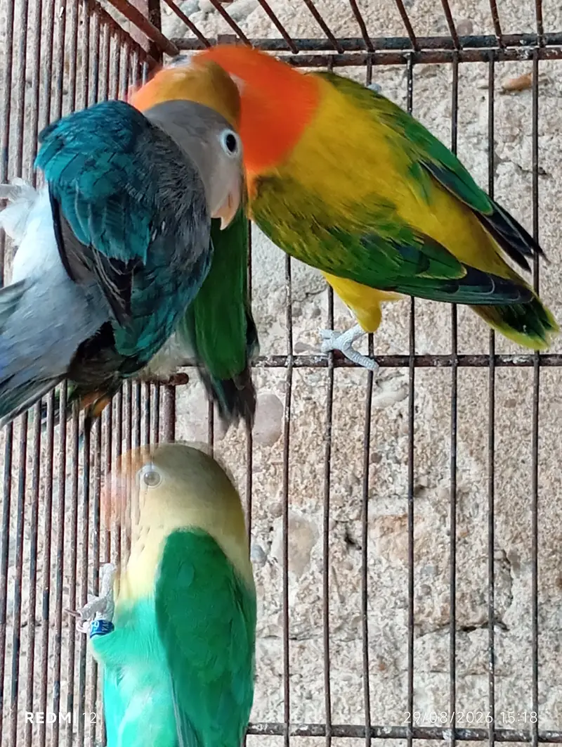 Love Bird Pair with Chicks + 3 Piece — photo 5