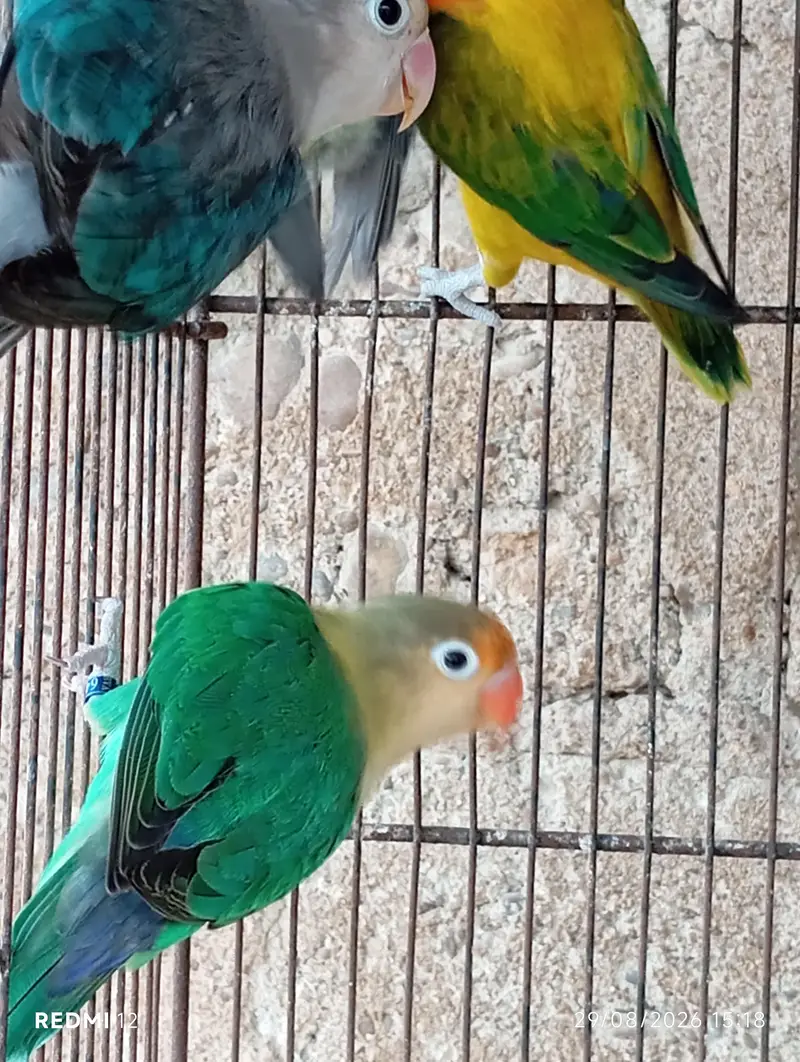 Love Bird Pair with Chicks + 3 Piece — photo 6