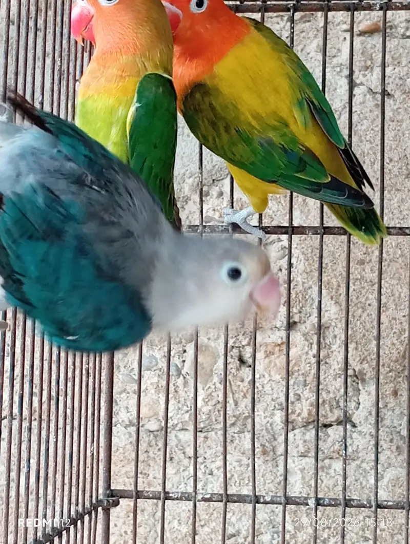 Love Bird Pair with Chicks + 3 Piece — photo 7