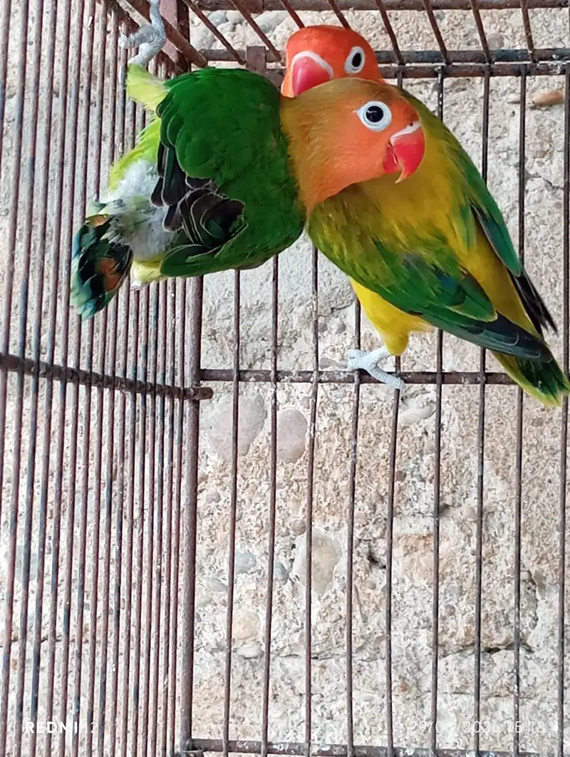Love Bird Pair with Chicks + 3 Piece — photo 8