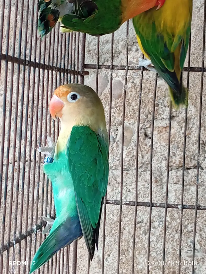 Love Bird Pair with Chicks + 3 Piece — photo 9