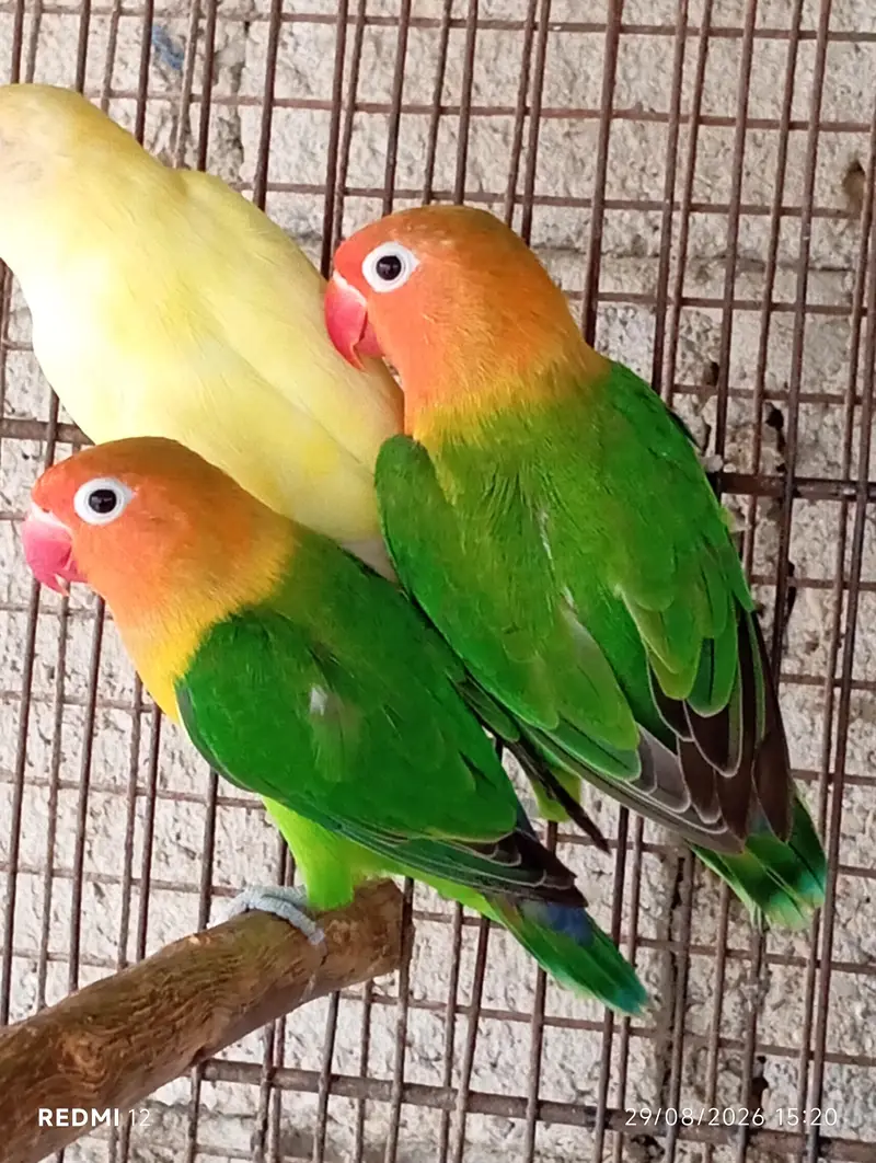 Love Bird Pair with Chicks + 3 Piece — photo 10