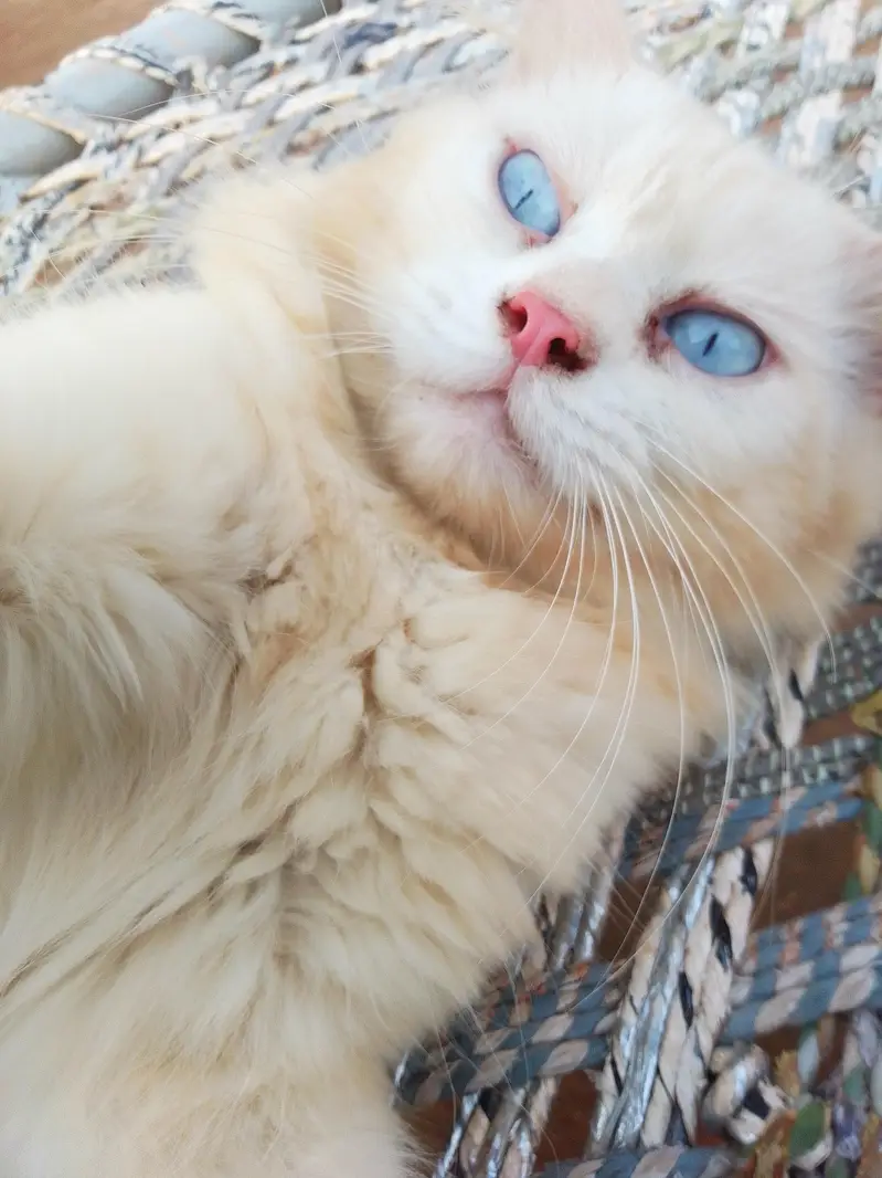 3 Adult Persian Cats For Sale | White + Tabby | Long Hair