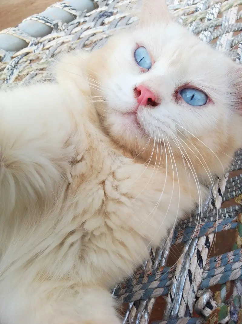 3 Adult Persian Cats For Sale | White + Tabby | Long Hair — photo 2