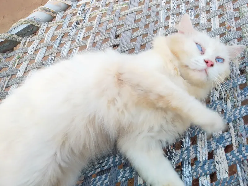 3 Adult Persian Cats For Sale | White + Tabby | Long Hair — photo 3