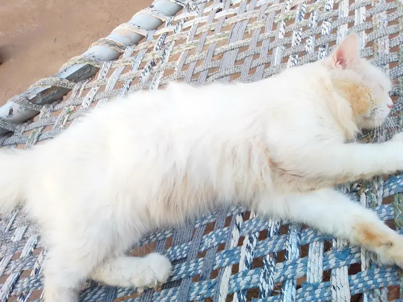 3 Adult Persian Cats For Sale | White + Tabby | Long Hair — photo 4