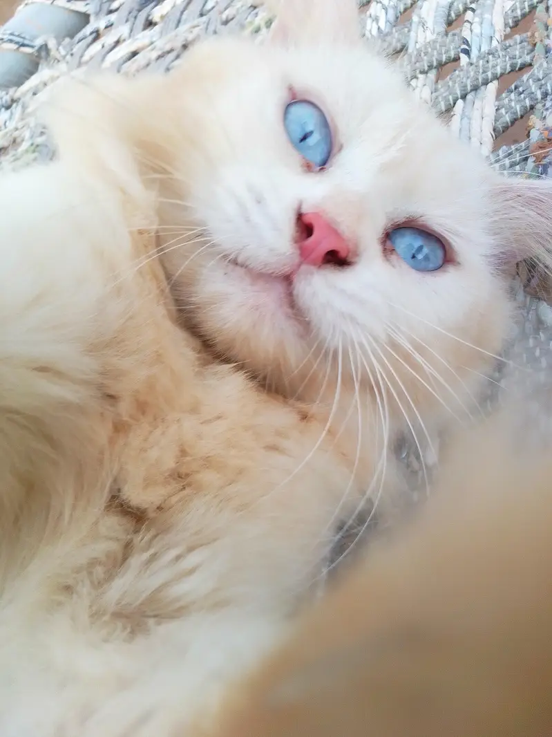 3 Adult Persian Cats For Sale | White + Tabby | Long Hair — photo 5