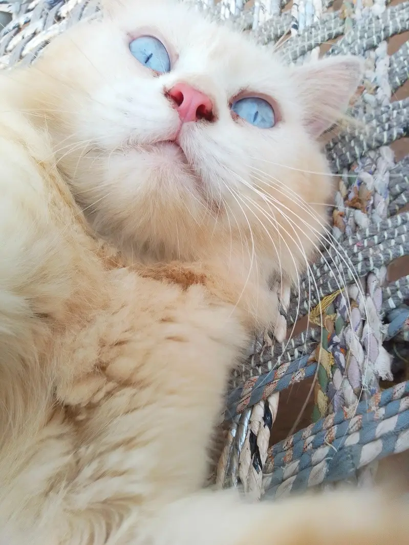 3 Adult Persian Cats For Sale | White + Tabby | Long Hair — photo 6