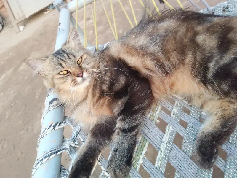 3 Adult Persian Cats For Sale | White + Tabby | Long Hair — photo 7