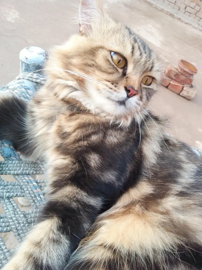 3 Adult Persian Cats For Sale | White + Tabby | Long Hair — photo 8