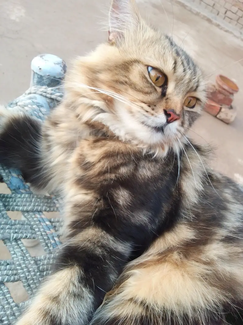 3 Adult Persian Cats For Sale | White + Tabby | Long Hair — photo 9