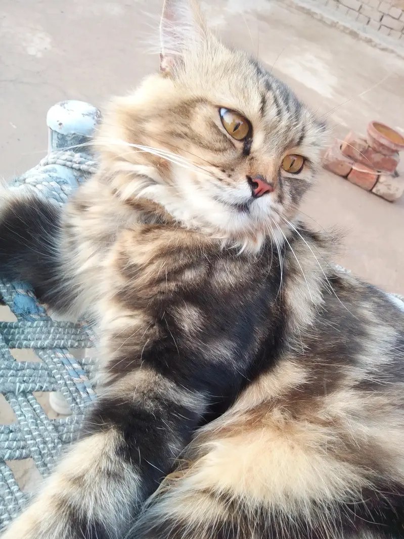 3 Adult Persian Cats For Sale | White + Tabby | Long Hair — photo 10