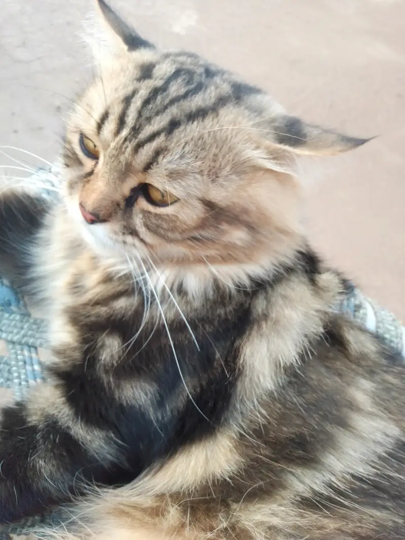 3 Adult Persian Cats For Sale | White + Tabby | Long Hair — photo 11