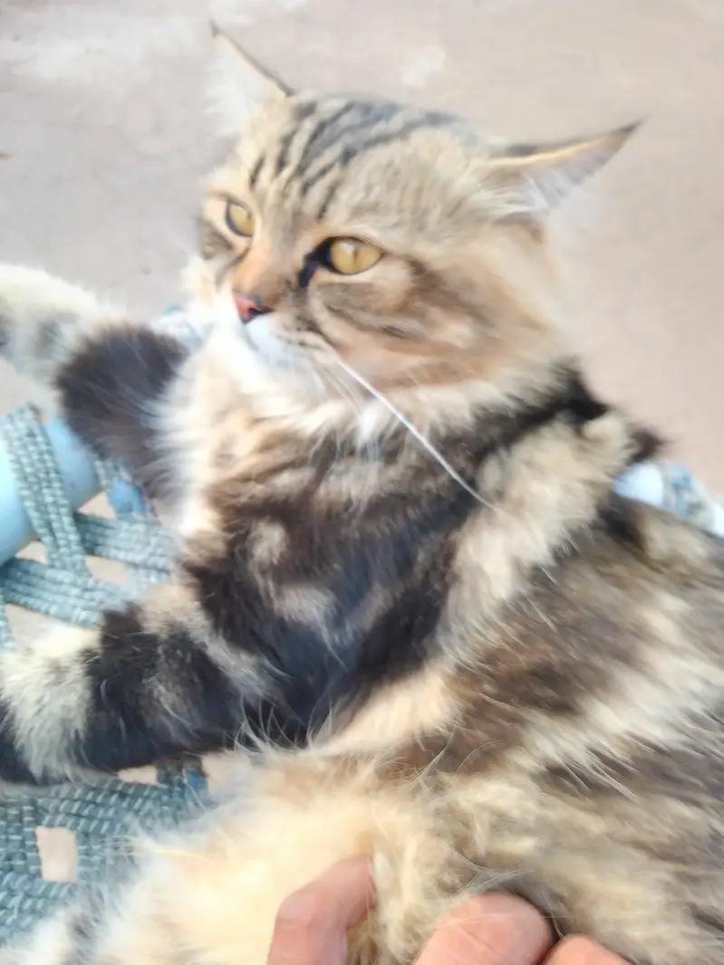 3 Adult Persian Cats For Sale | White + Tabby | Long Hair — photo 12