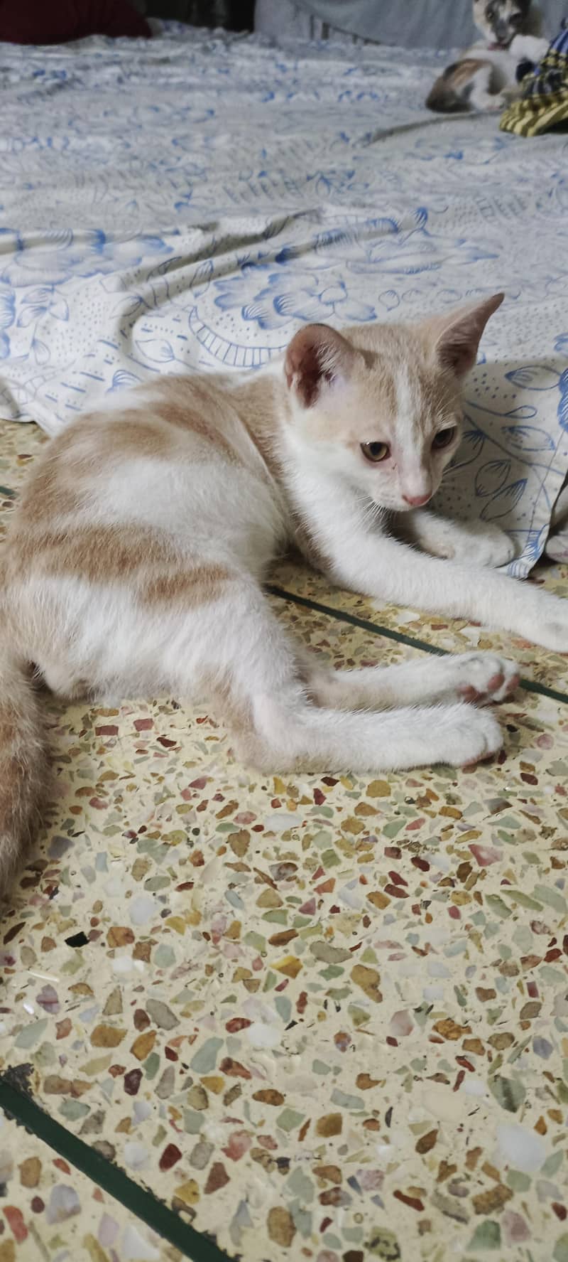 kittens 5