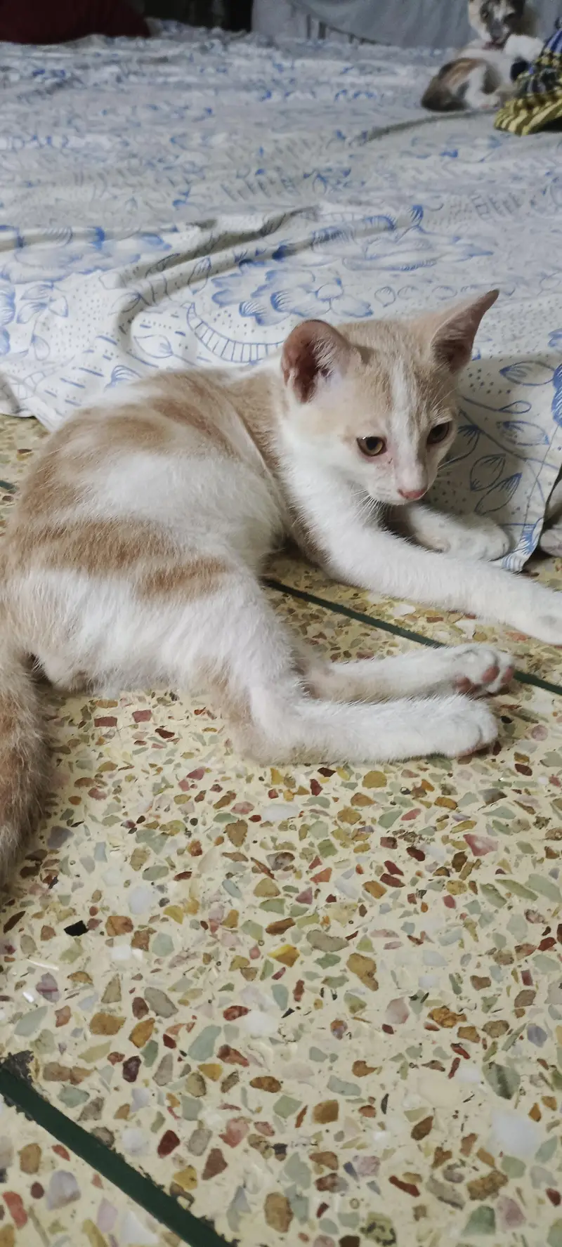 kittens — photo 6