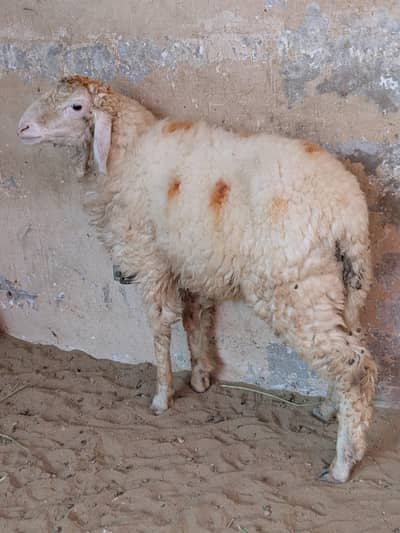 Mundra dumba