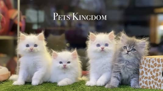 Persian Kittens For Sale | 45 - 60 days | Health Certificate Available