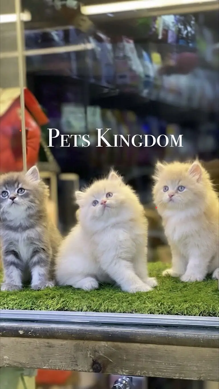Persian Kittens For Sale | 45 - 60 days | Health Certificate Available — photo 2