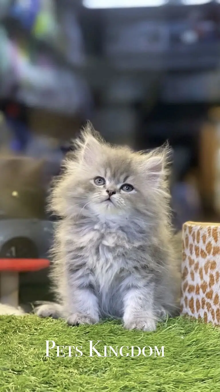 Persian Kittens For Sale | 45 - 60 days | Health Certificate Available — photo 3