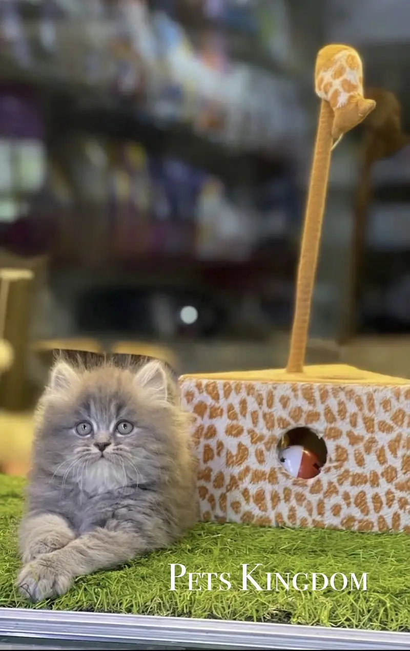 Persian Kittens For Sale | 45 - 60 days | Health Certificate Available — photo 4