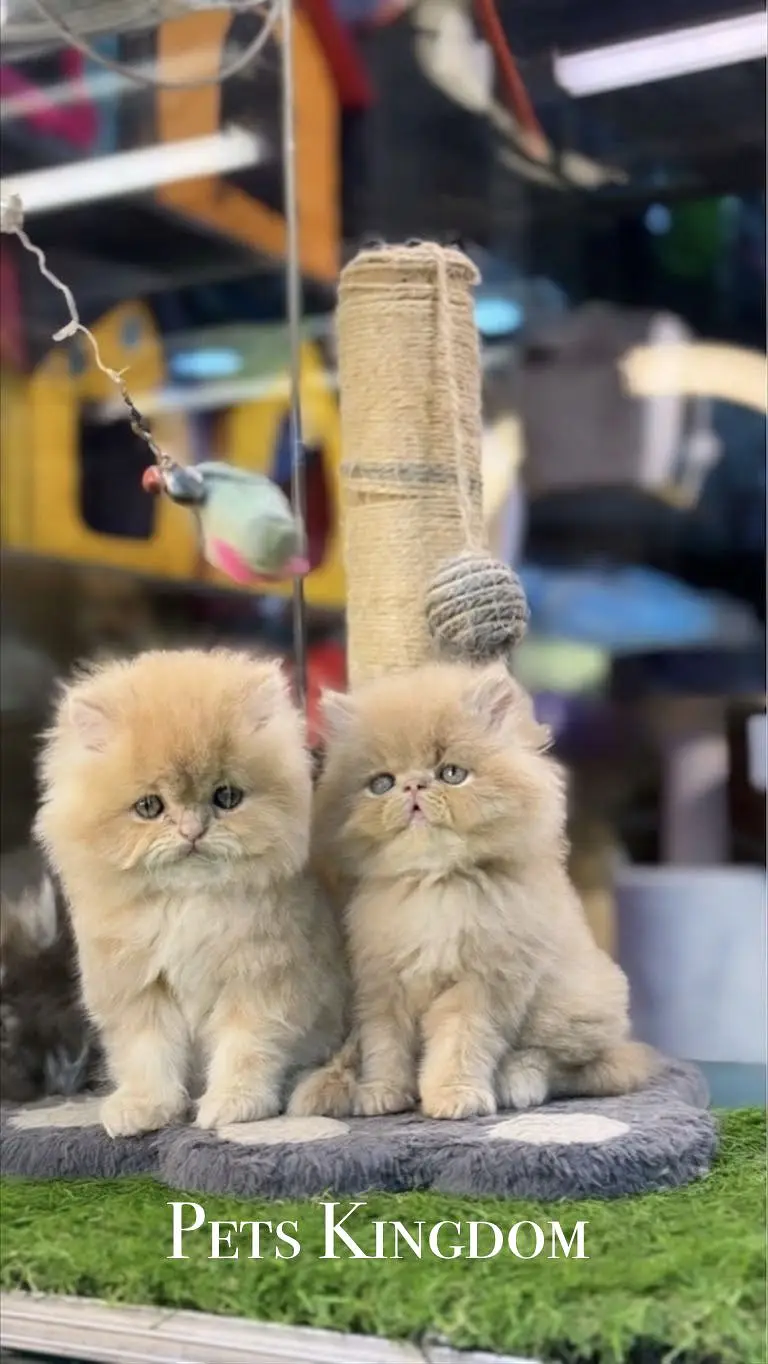 Persian Kittens For Sale | 45 - 60 days | Health Certificate Available — photo 5