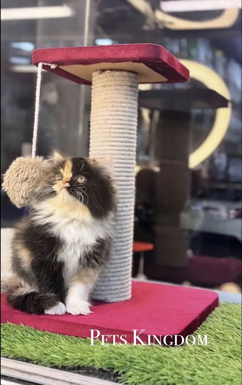 Persian Kittens For Sale | 45 - 60 days | Health Certificate Available — photo 6