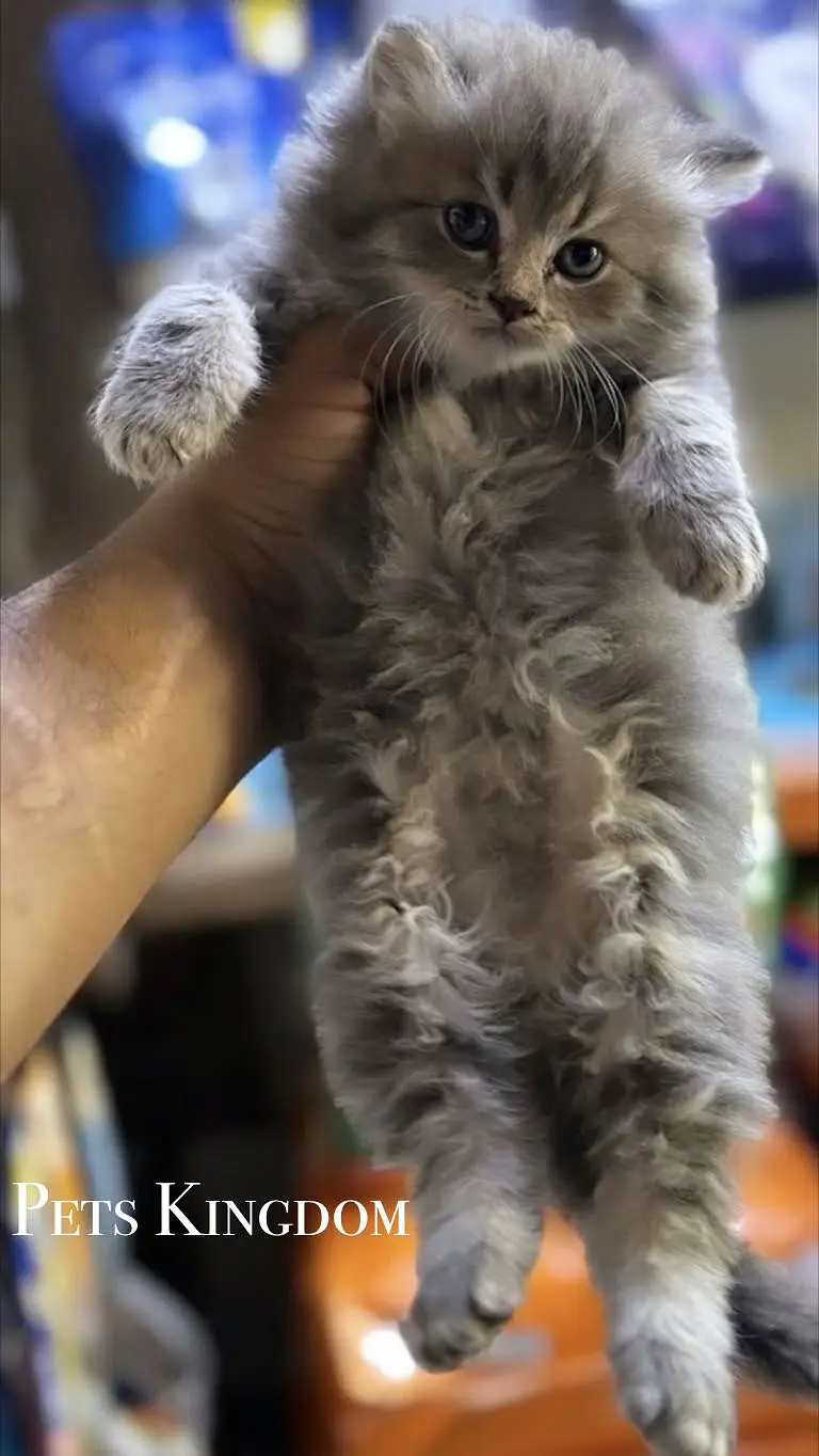 Persian Kittens For Sale | 45 - 60 days | Health Certificate Available — photo 7