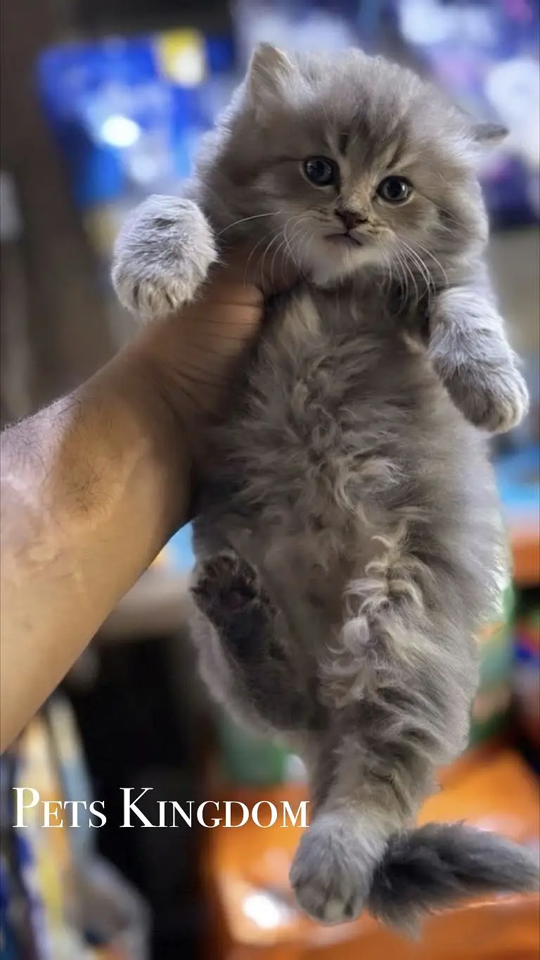 Persian Kittens For Sale | 45 - 60 days | Health Certificate Available — photo 8