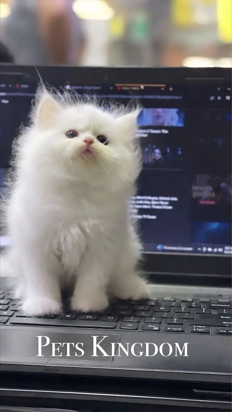 Persian Kittens For Sale | 45 - 60 days | Health Certificate Available — photo 9