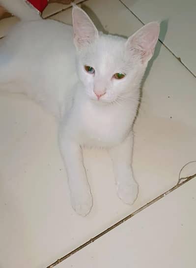 Turkish angora kitten