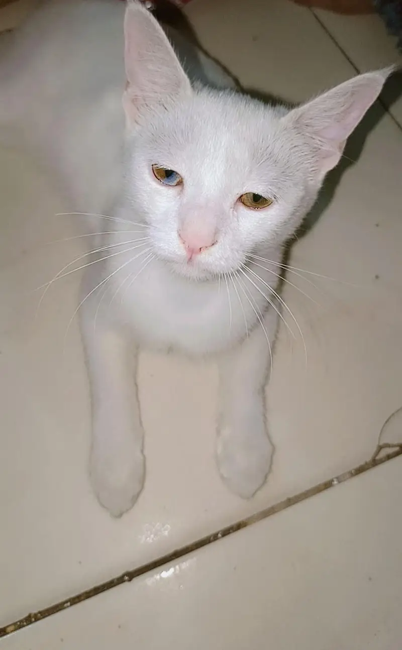 Turkish angora kitten — photo 2